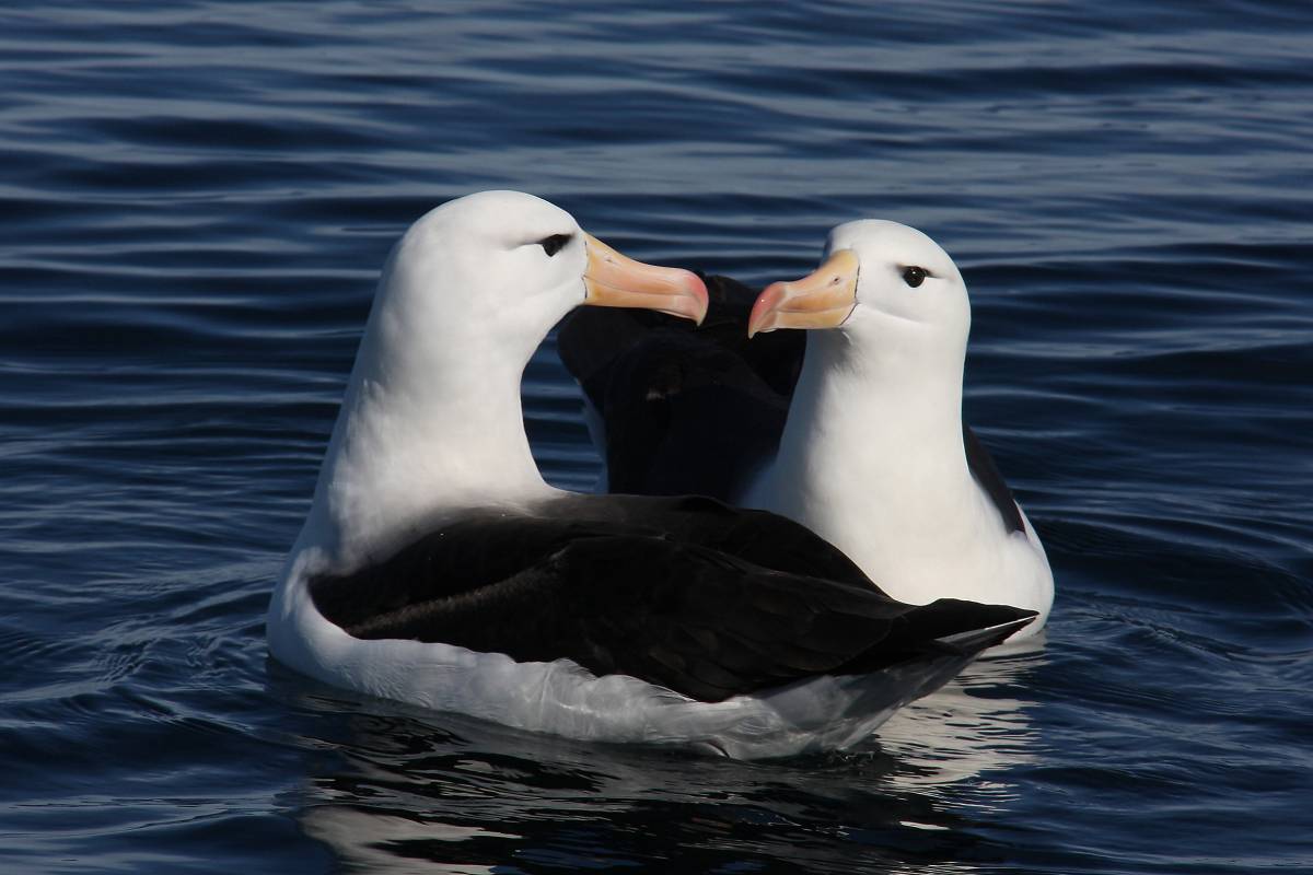 Lesser Albatross
