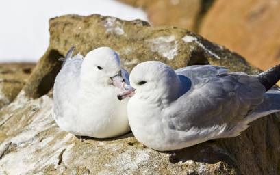 Antarctic Fulmar