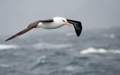 Campbell Island Albatross