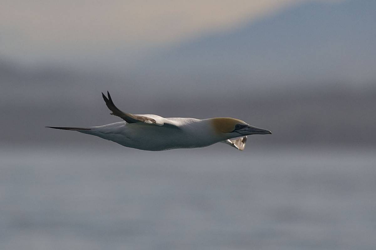 Other Seabirds