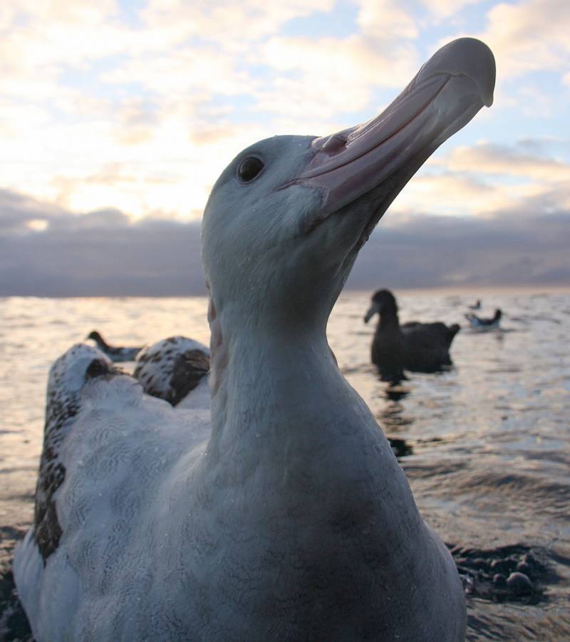 Albatross Conservation: It’s up to all of us.