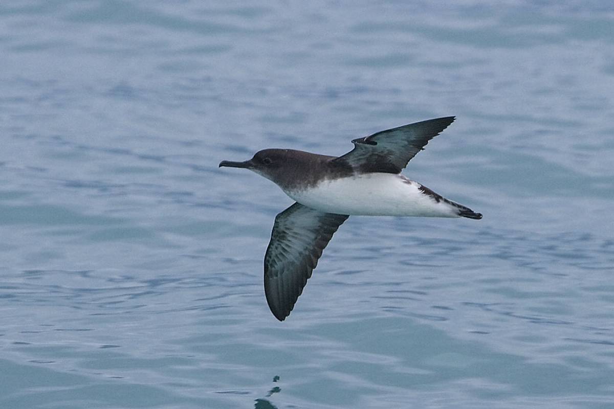 Shearwaters