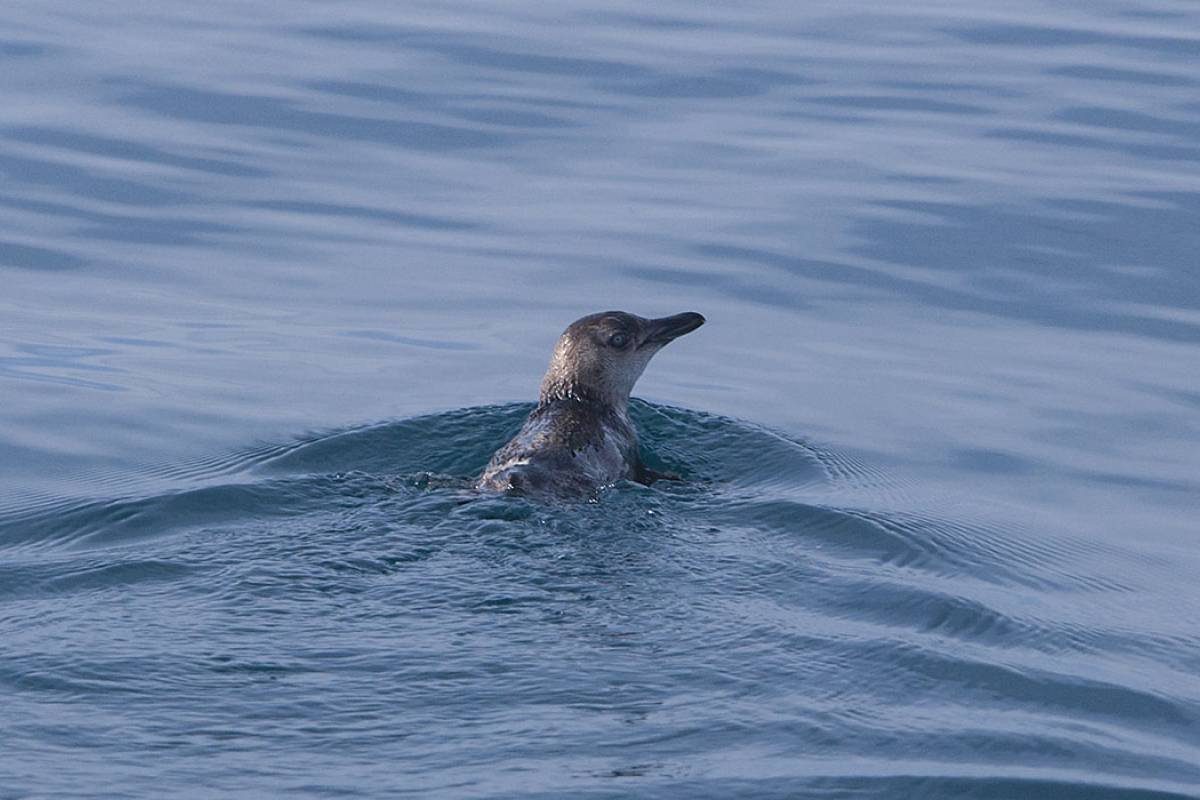Blue penguin
