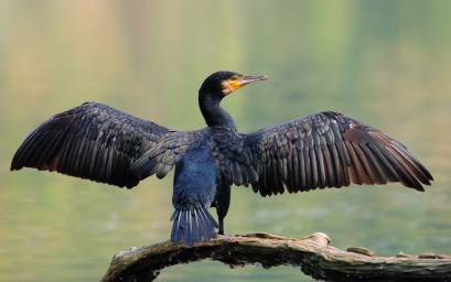 Black Shag
