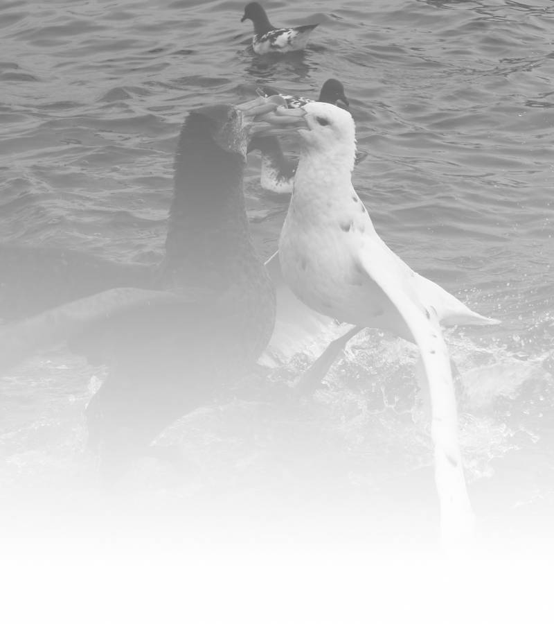 “Simply Awesome!”