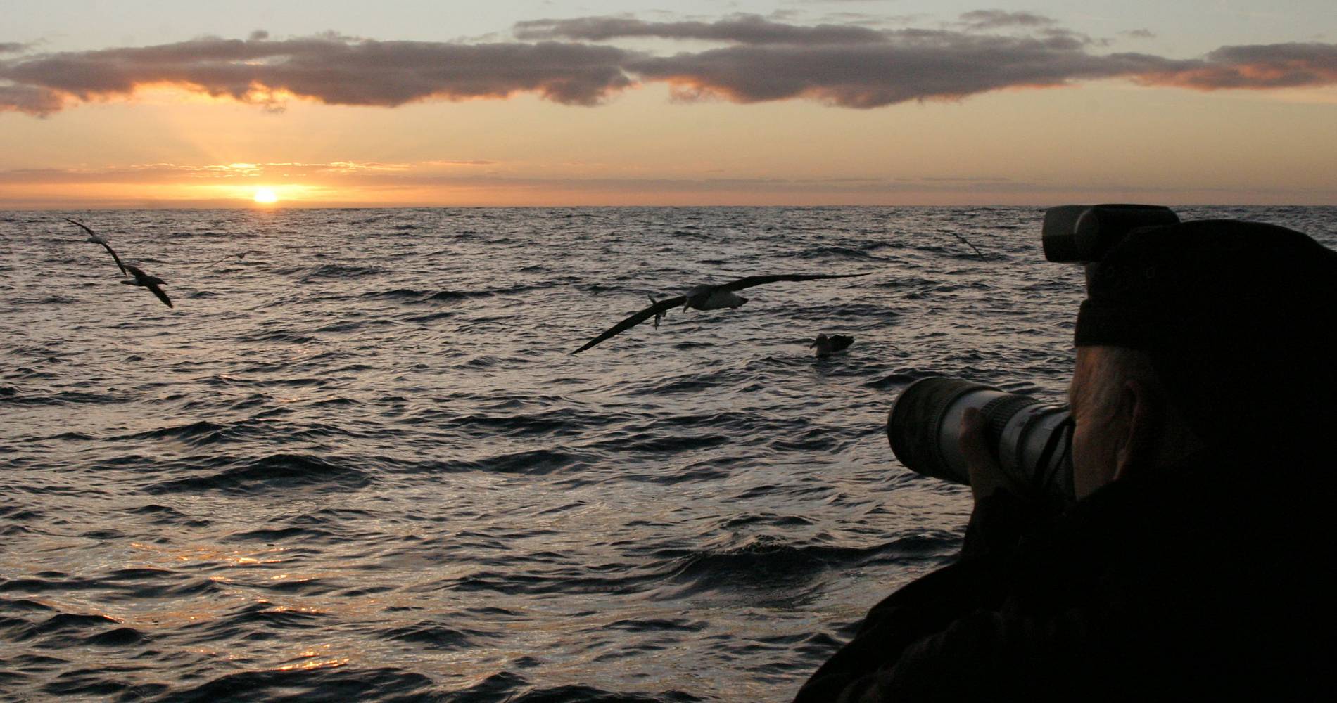 Albatross Conservation