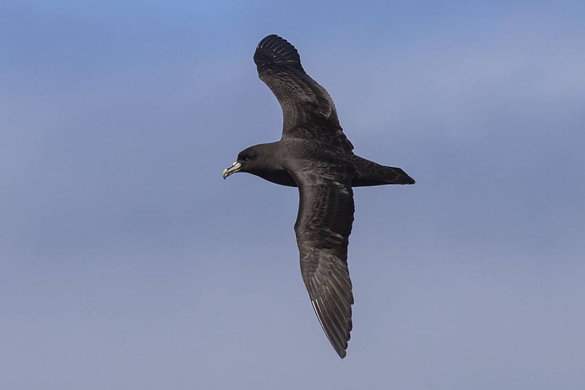 Kaikoura Seabirds, Albatross, Shearwaters, Petrels