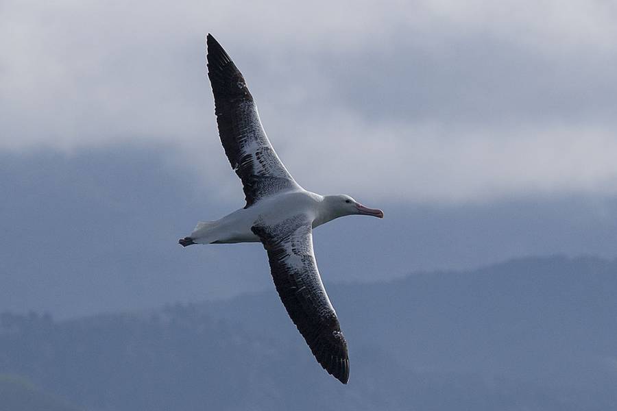 Great Albatross, Sea Wandering Albatross