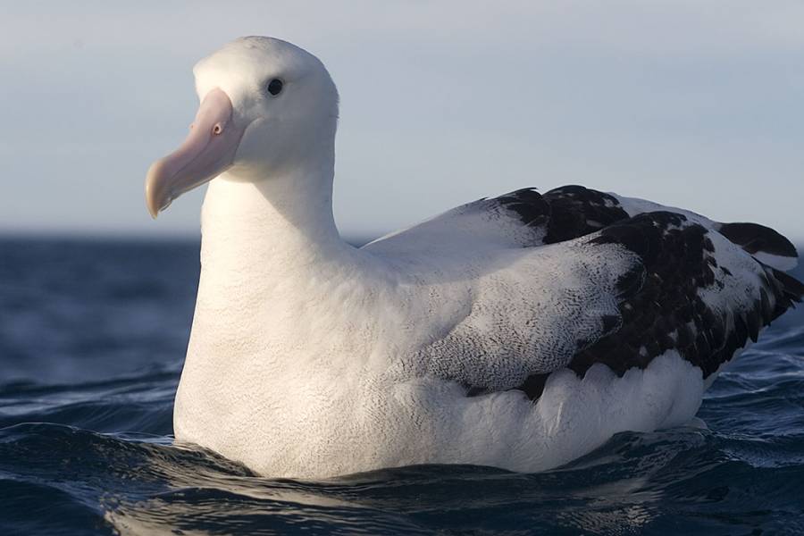 Great Albatross, Sea Wandering Albatross