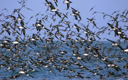 Hutton's shearwaters in mass