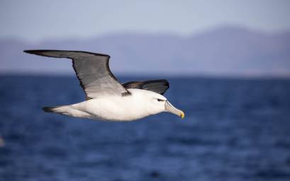 White-capped Albatross (Mollymawk)